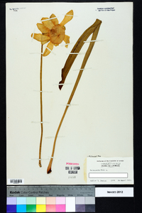 Sarracenia flava image