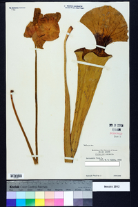 Sarracenia flava image