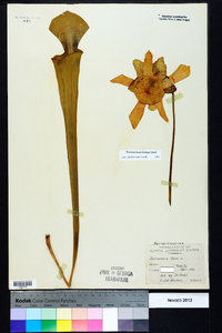 Sarracenia flava image