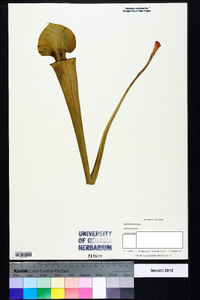 Sarracenia flava image