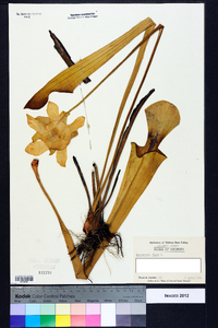 Sarracenia flava image