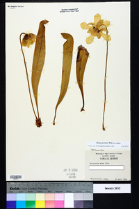 Sarracenia minor var. minor image