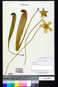 Sarracenia minor var. minor image