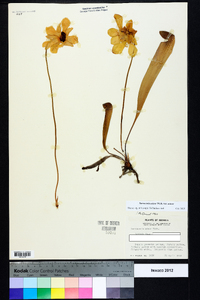 Sarracenia minor var. minor image