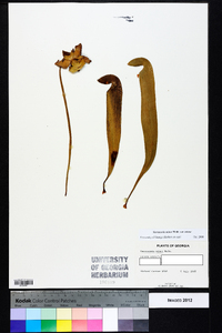 Sarracenia minor var. minor image