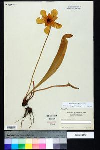 Sarracenia minor var. minor image