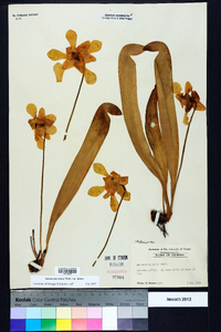 Sarracenia minor var. minor image