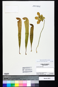 Sarracenia minor var. minor image