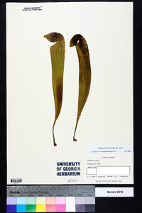 Sarracenia minor var. minor image