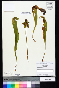 Sarracenia minor var. minor image