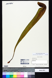 Sarracenia minor var. minor image