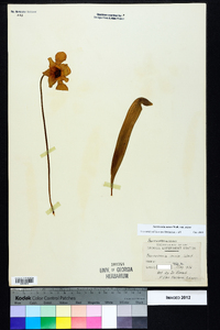 Sarracenia minor var. minor image