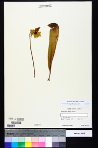 Sarracenia minor var. minor image