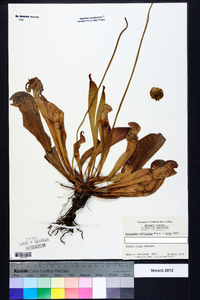 Sarracenia psittacina image