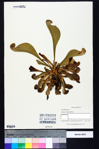 Sarracenia psittacina image