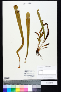 Sarracenia rubra image