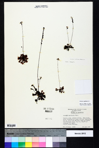 Drosera capillaris image