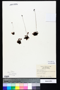 Drosera capillaris image