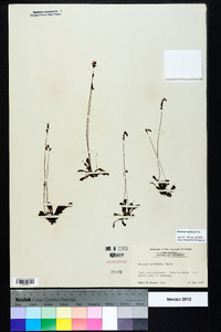 Drosera capillaris image