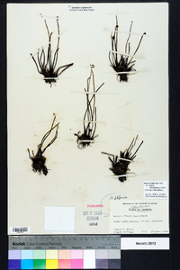 Drosera filiformis var. tracyi image