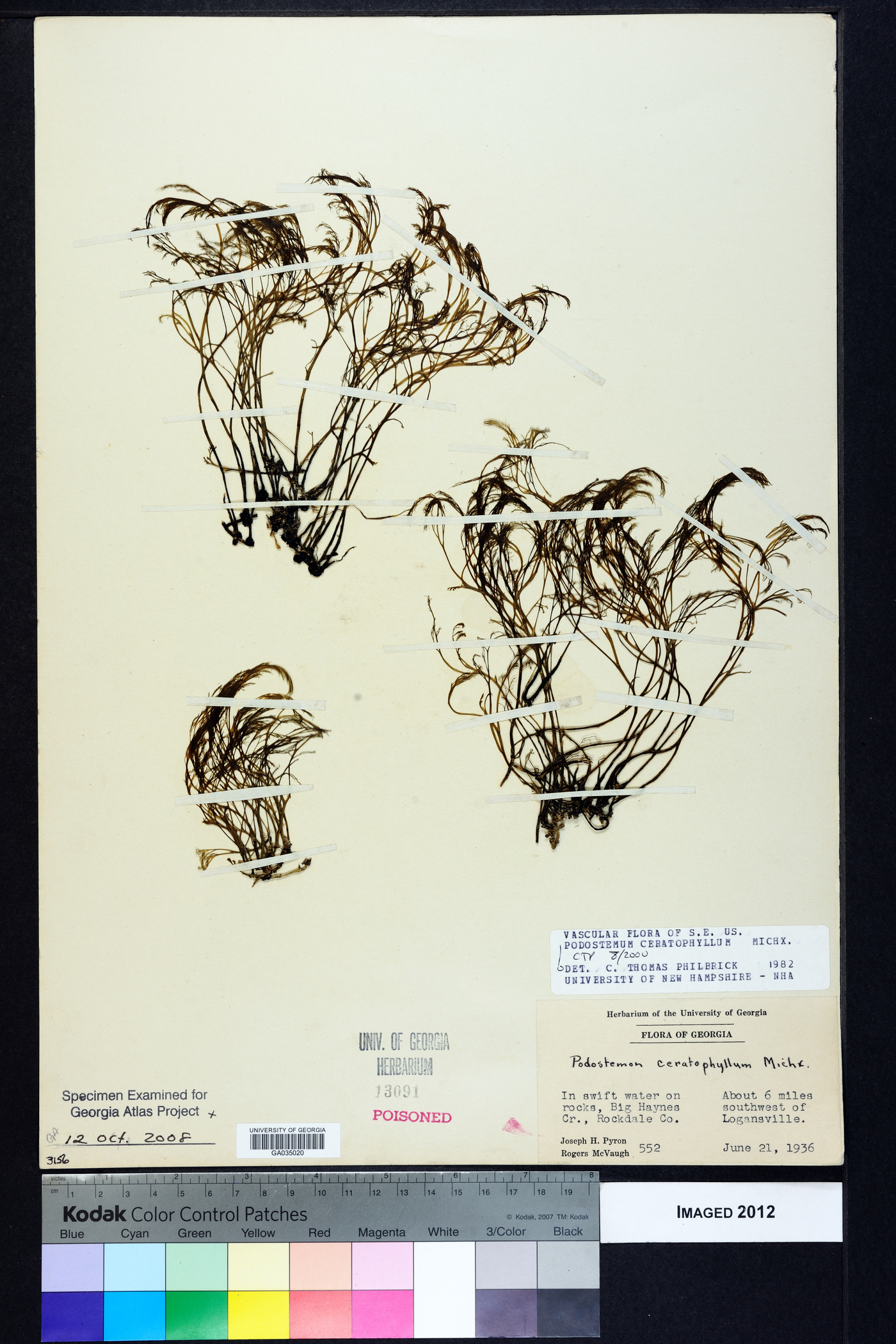 Podostemum ceratophyllum image