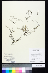 Podostemum ceratophyllum image