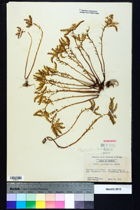 Sedum pulchellum image