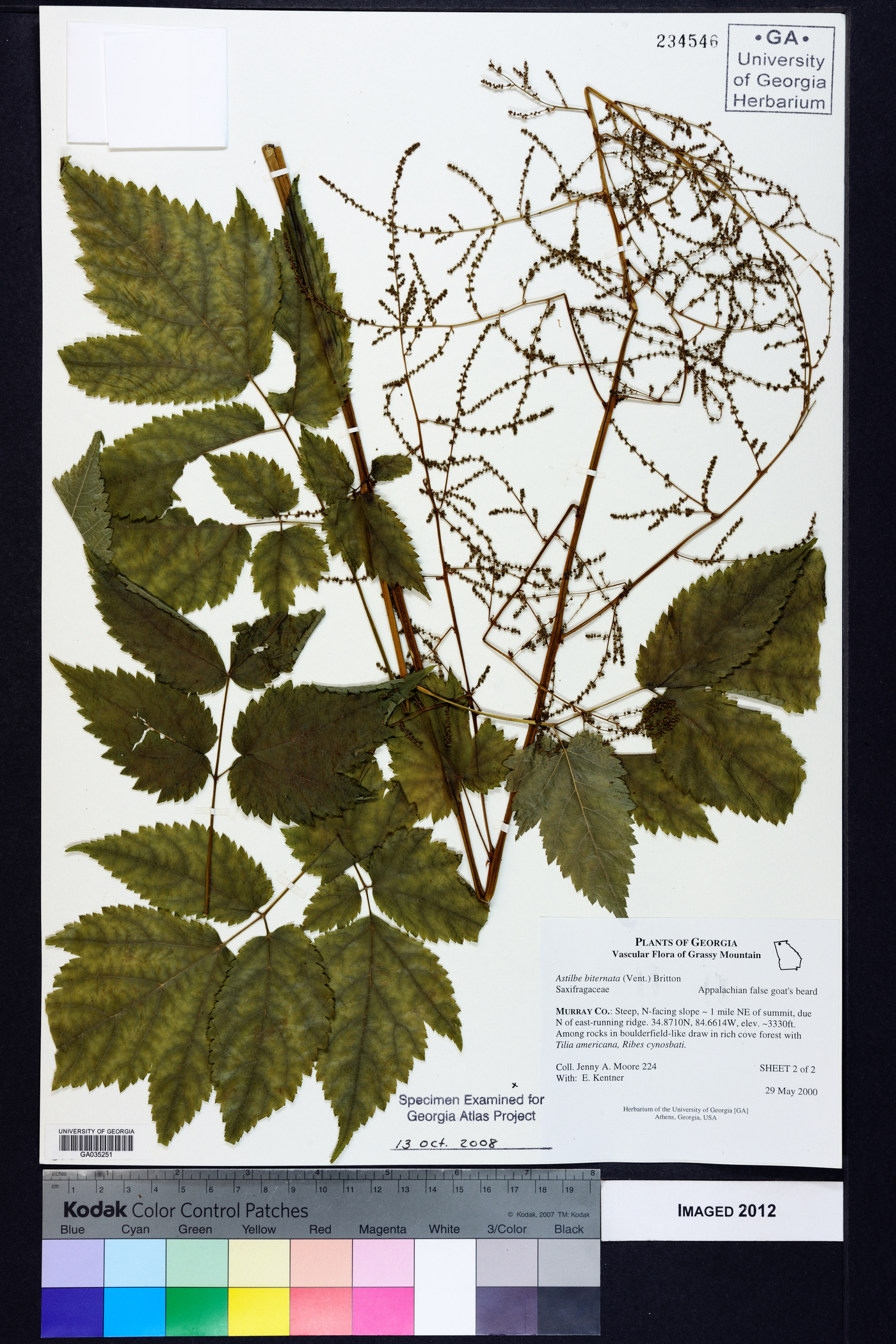 Astilbe biternata image
