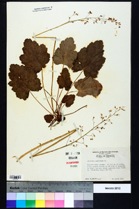 Heuchera americana image