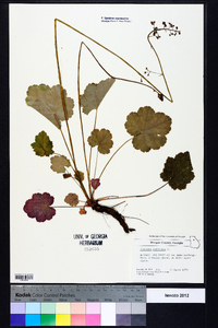 Heuchera americana image