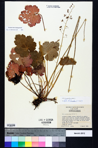 Heuchera americana image