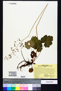 Heuchera americana image