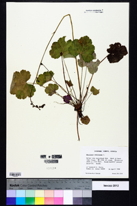 Heuchera americana image