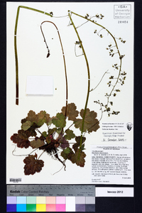 Heuchera americana image