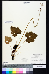 Heuchera americana image