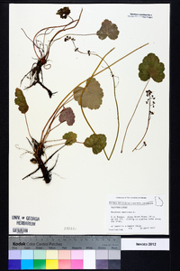 Heuchera americana image