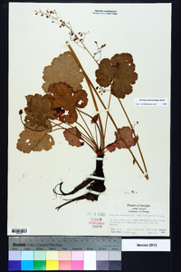 Heuchera americana image