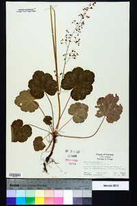 Heuchera americana image