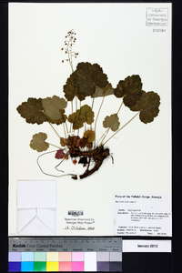 Heuchera americana image