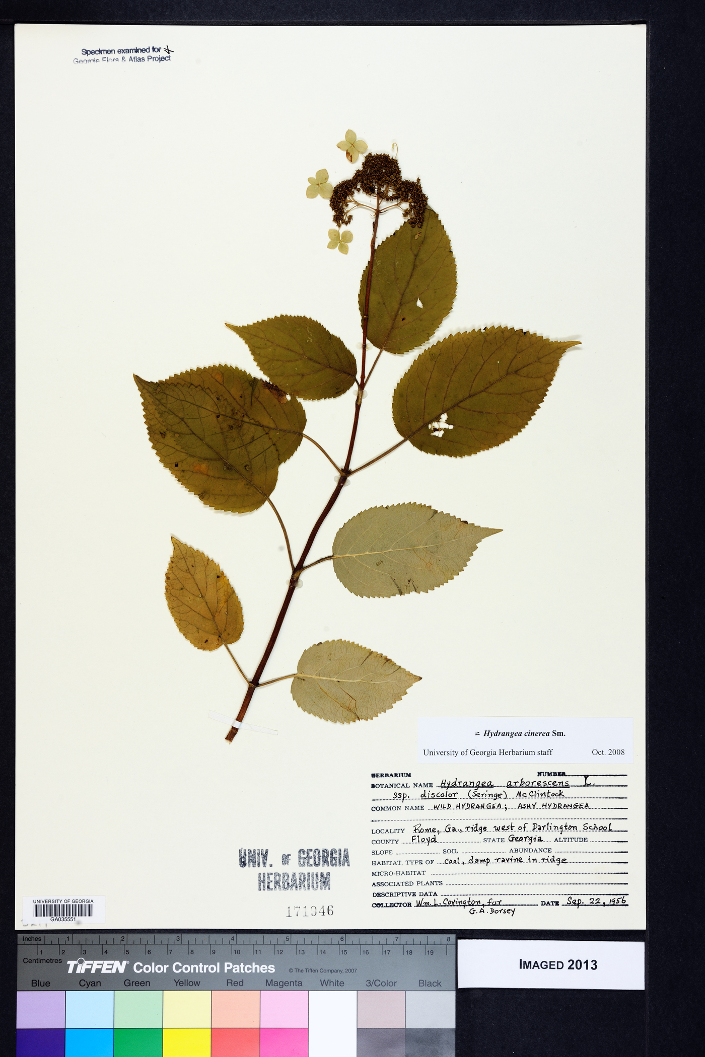Hydrangea cinerea image