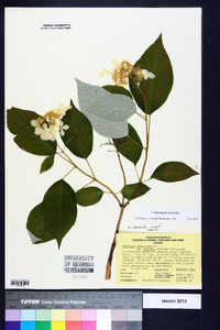 Hydrangea cinerea image