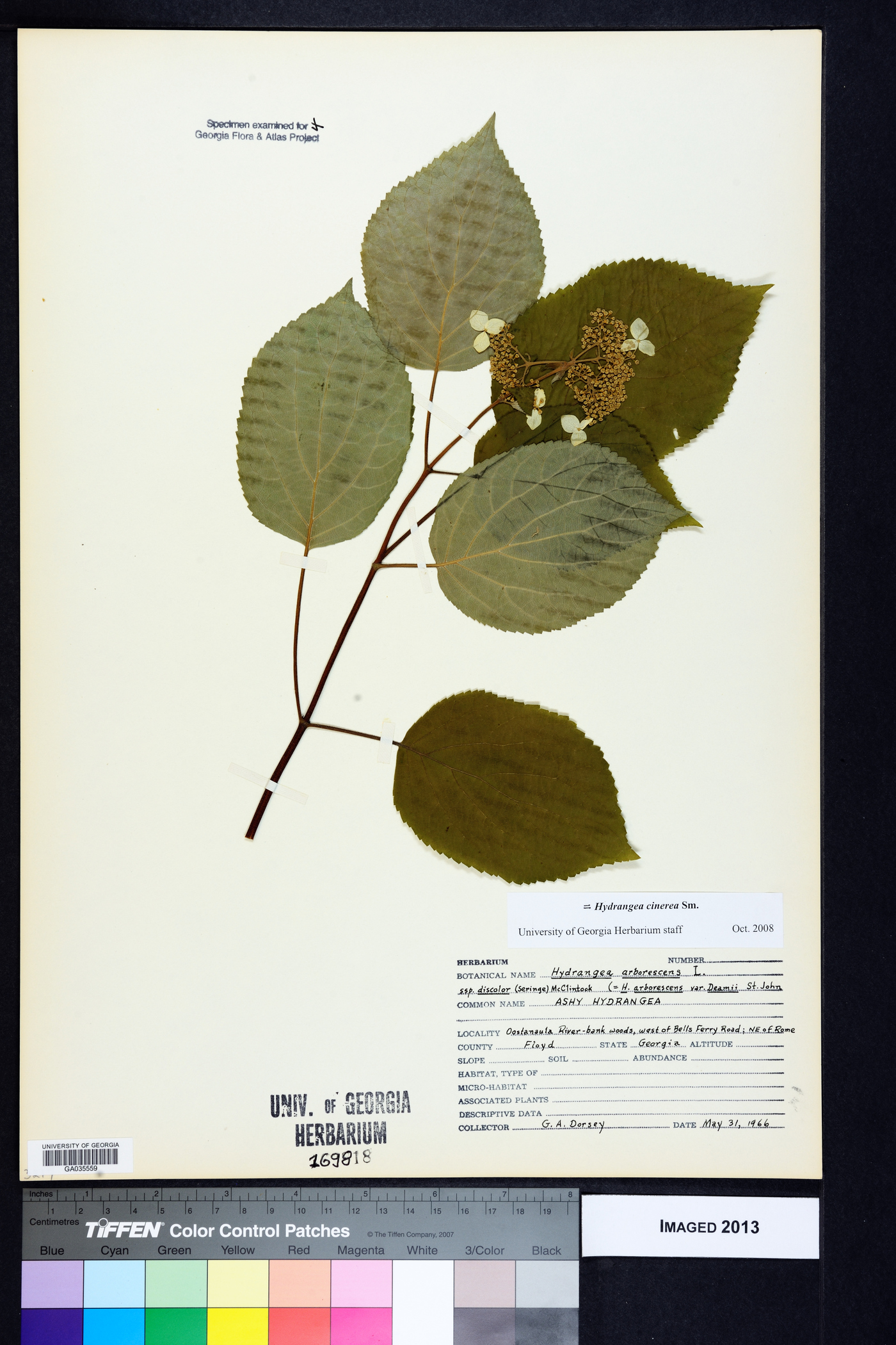 Hydrangea cinerea image