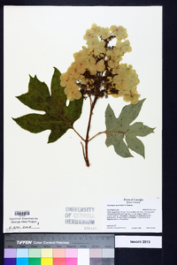 Hydrangea quercifolia image