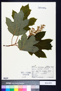 Hydrangea quercifolia image