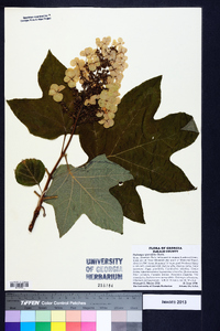 Hydrangea quercifolia image