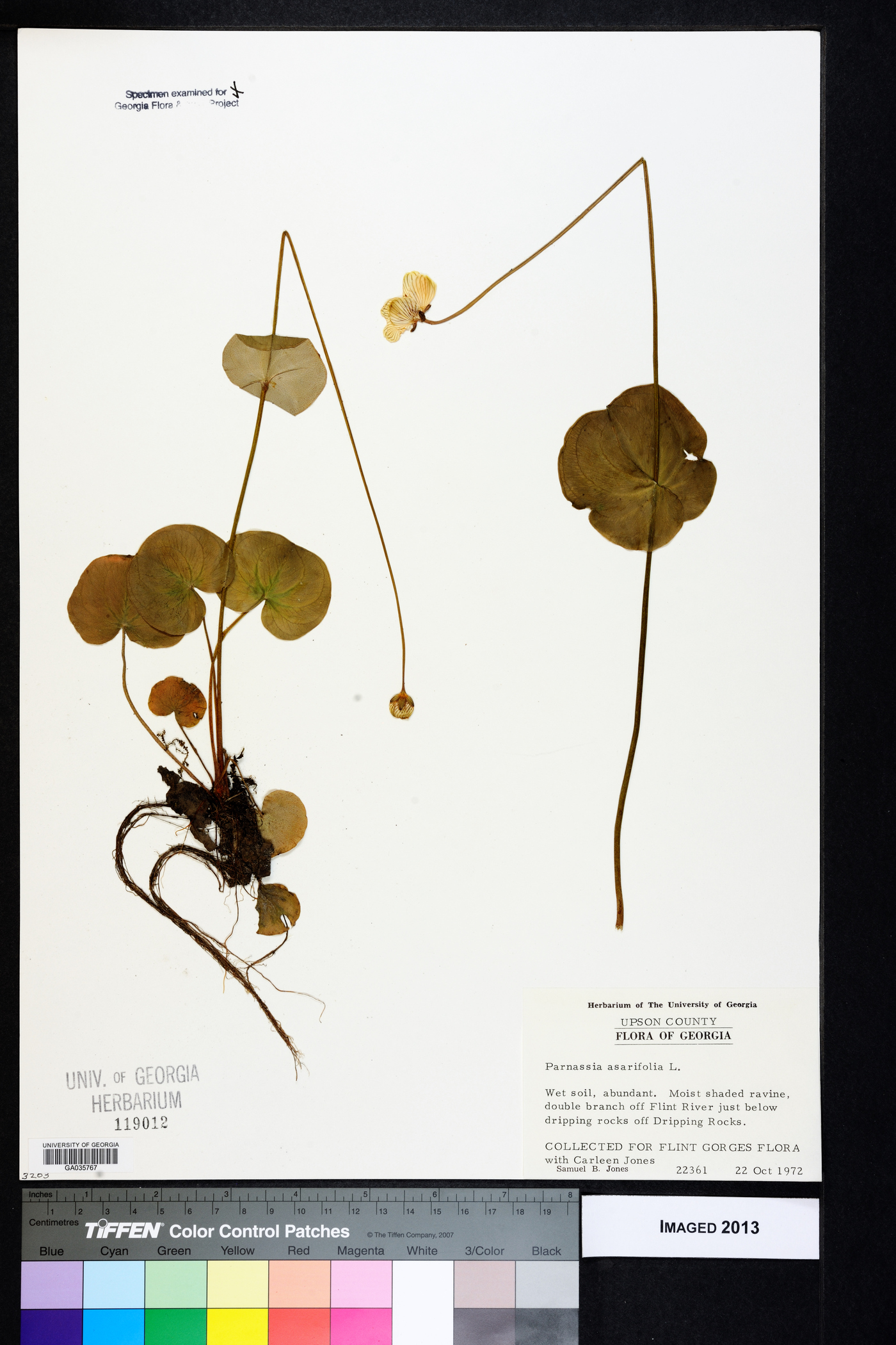 Parnassia asarifolia image