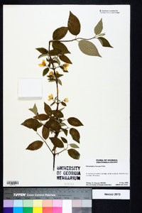 Philadelphus hirsutus image