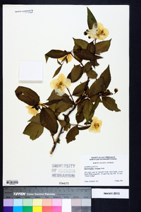 Philadelphus hirsutus image