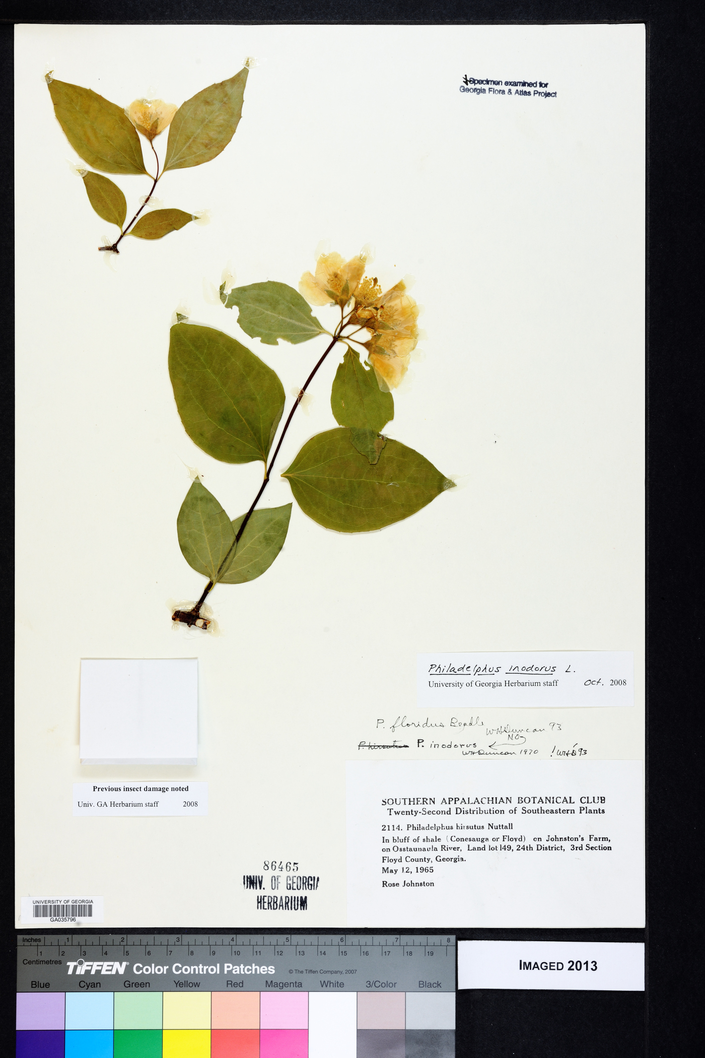 Philadelphus inodorus image