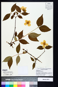 Philadelphus inodorus image